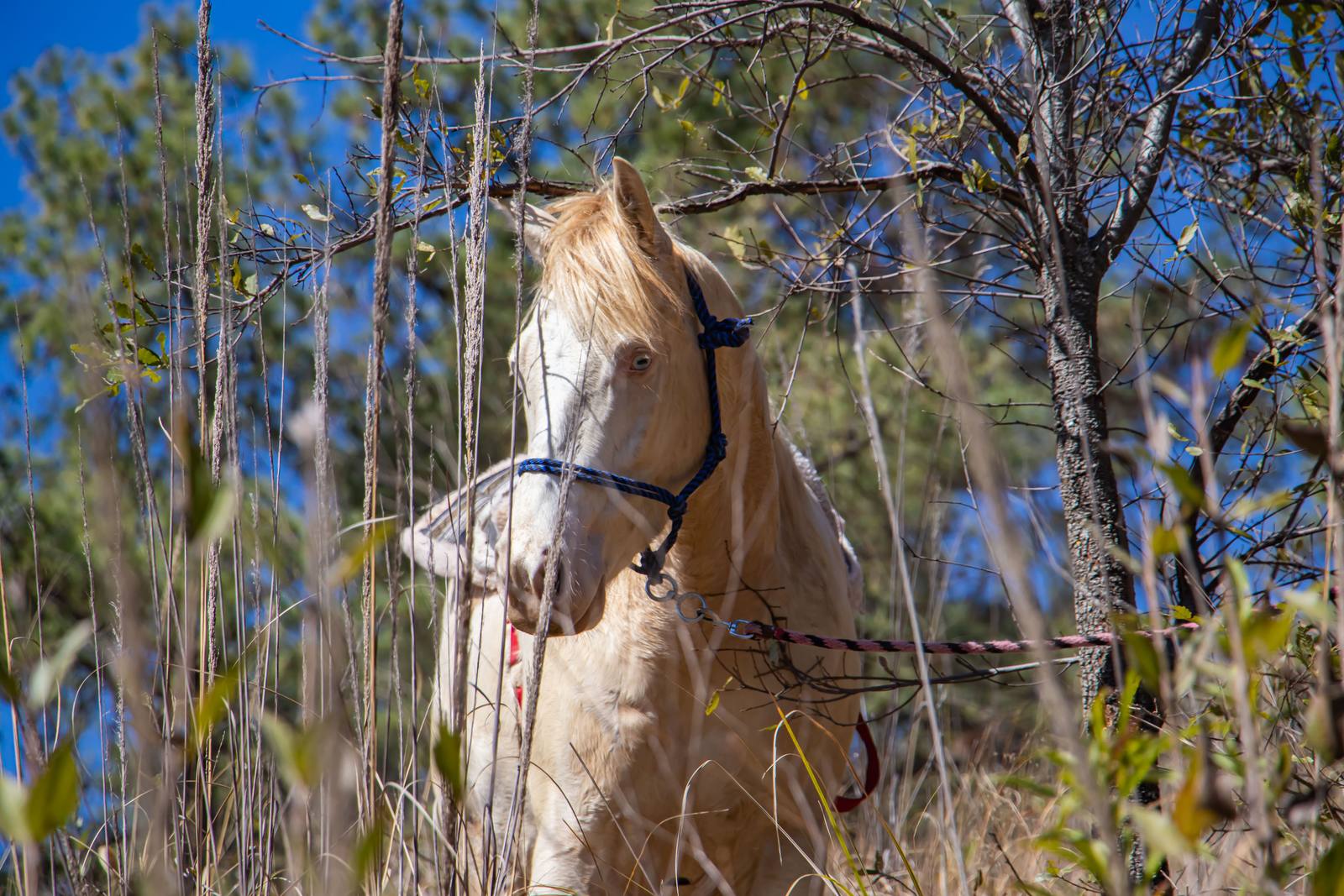 Caballo cremello pastando entre las ramas del bosque en el rancho de Calpan