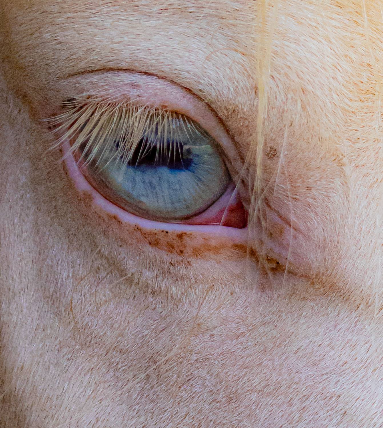 Primer plano del ojo azul de un caballo rescatado con pelaje claro
