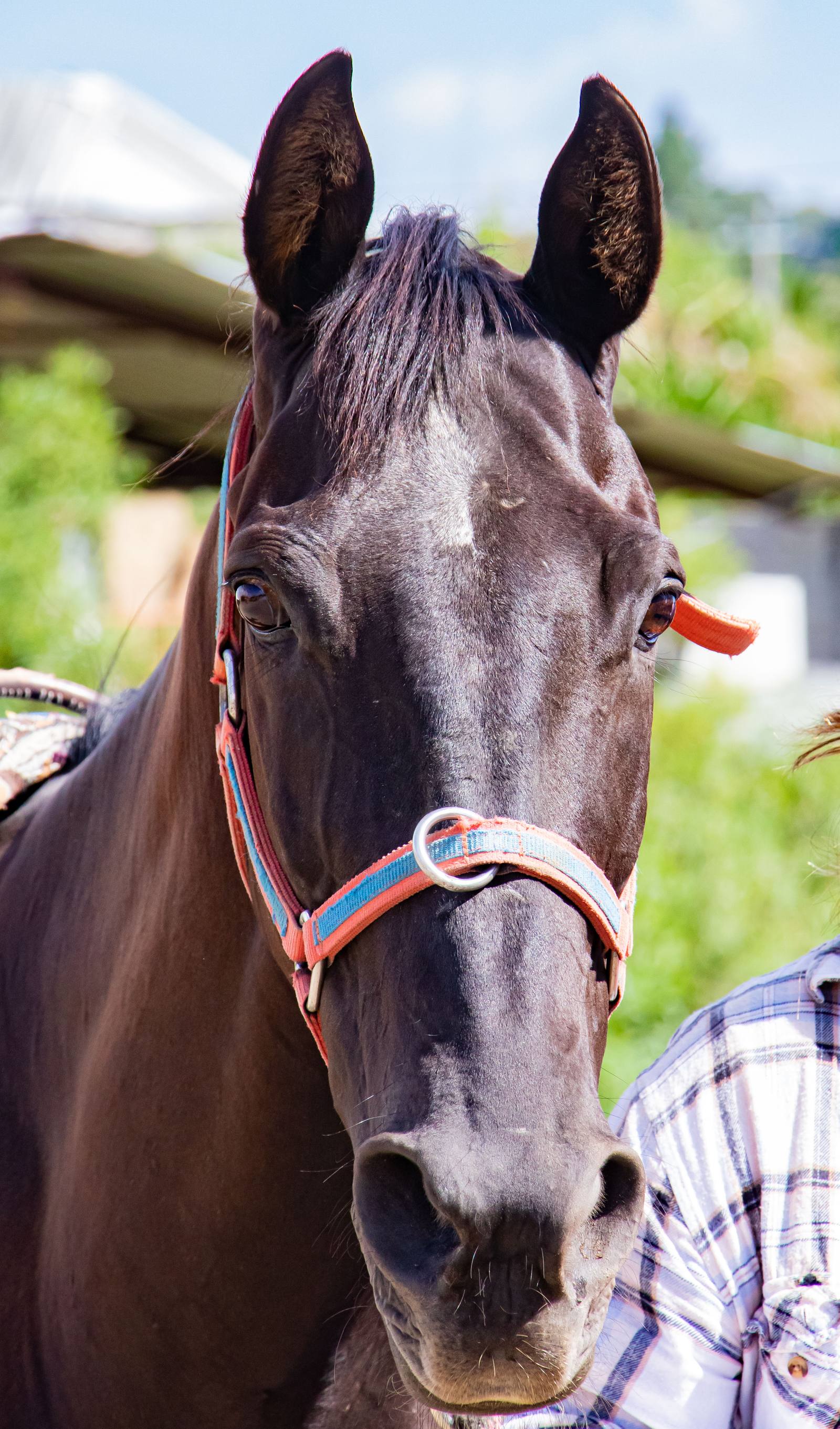 Retrato de un caballo negro rescatado con mirada intensa en el rancho de Calpan