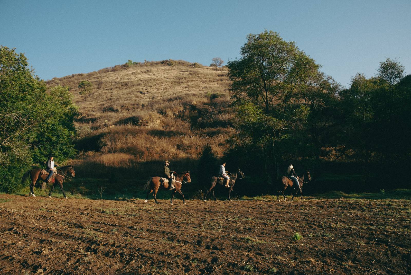 Caballos al paso por la ladera, galope suave en la hora dorada