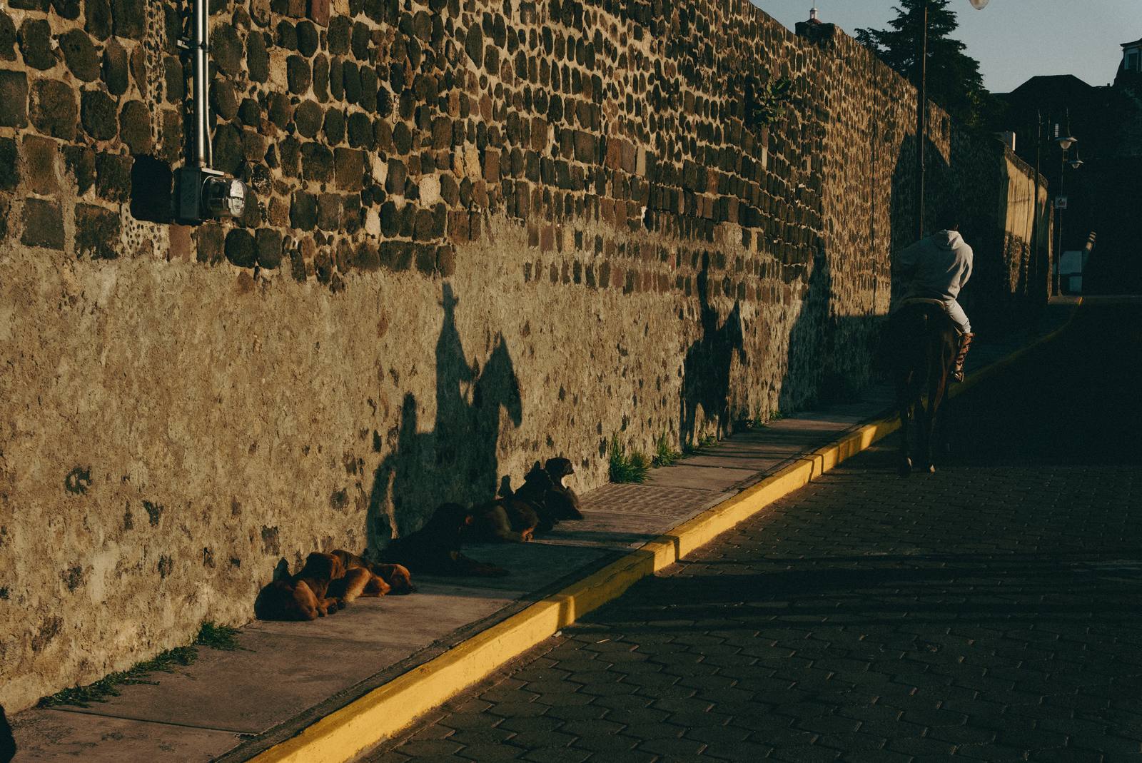 Perros rescatados echados al sol contra el muro de piedra del rancho
