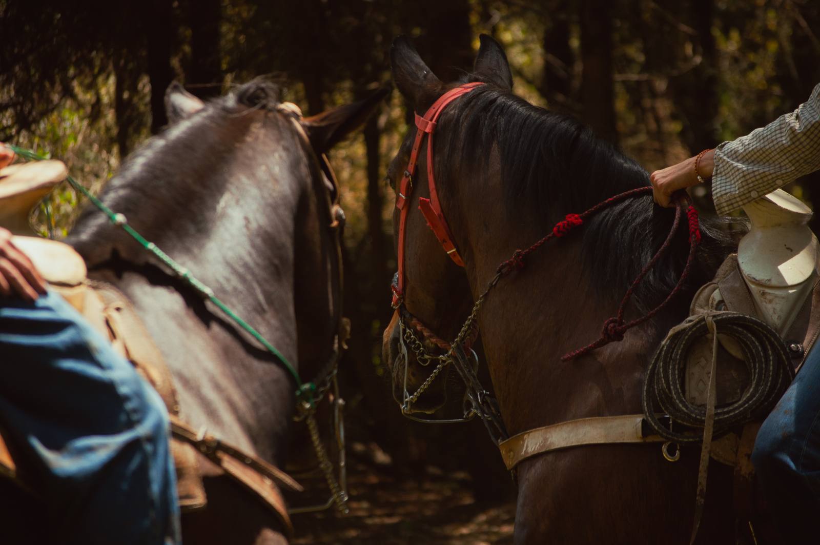 Grupo de caballos rescatados avanzando por el sendero vistos desde atrás