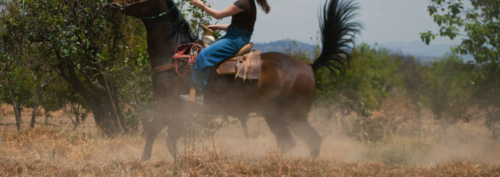 Caballo encabritado en el corral del rancho bajo el cielo despejado
